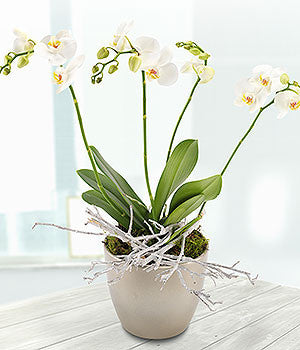 White Orchid