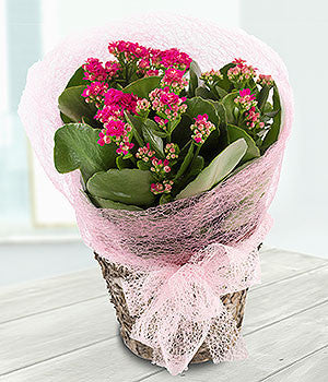 Pink Kalanchoe