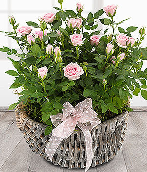 Rose Basket