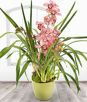 Pink Cymbidium